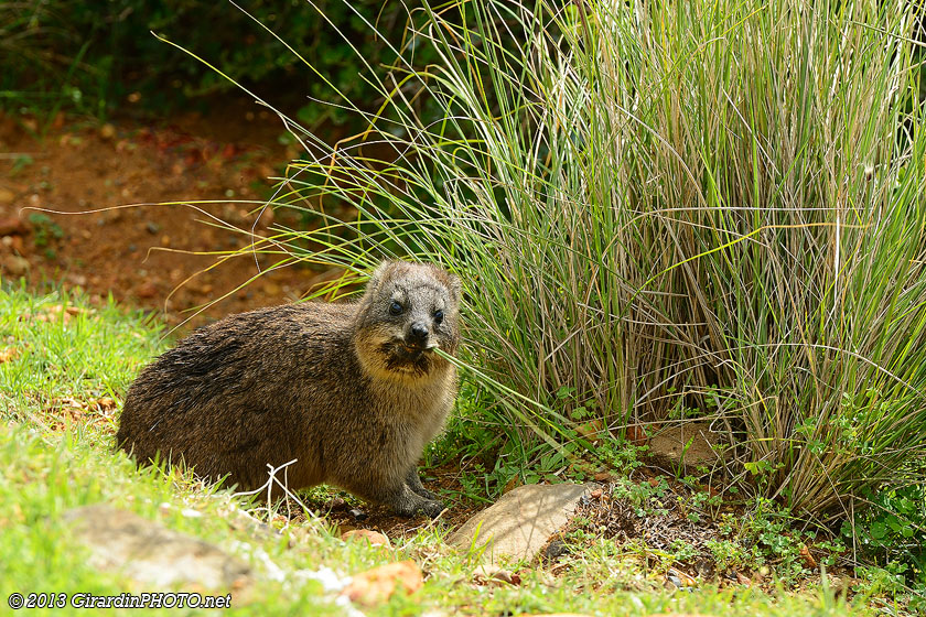 Notre premier animal sauvage