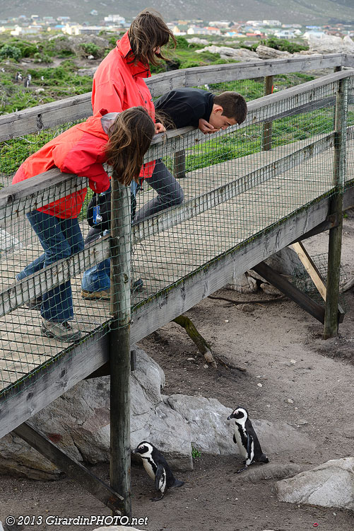 Rencontre avec les manchots du Cap à Stony Point