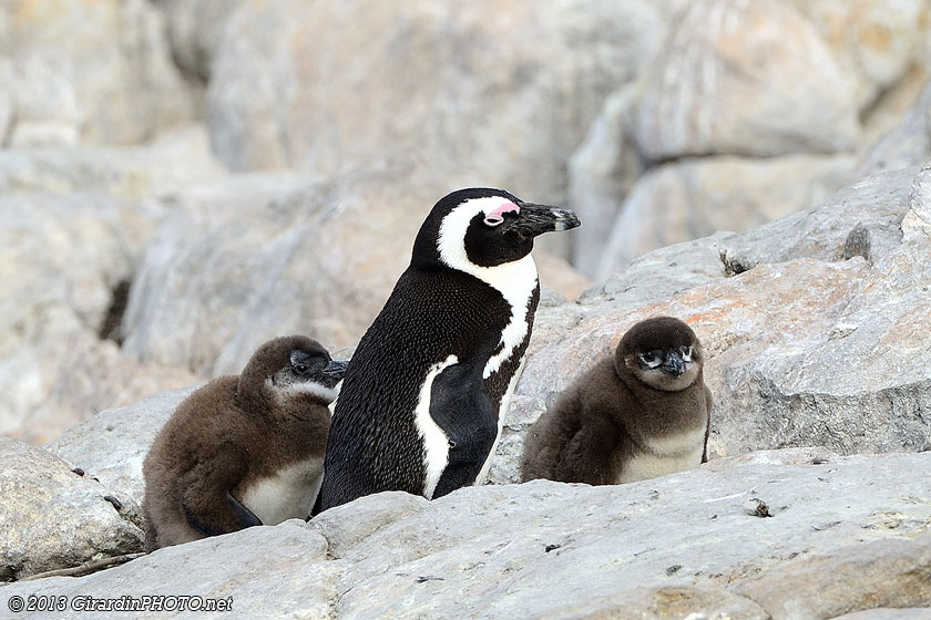 Famille de manchots du Cap