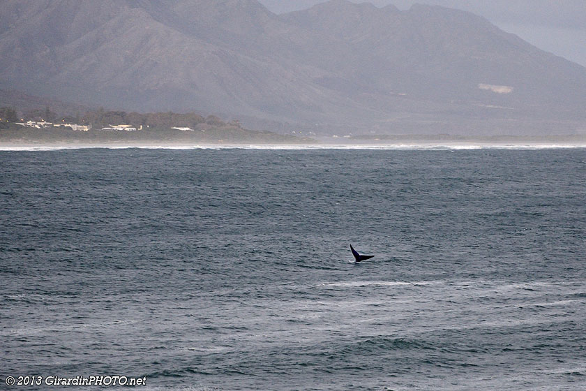 Vue depuis les falaises d'Hermanus sur Walker Bay