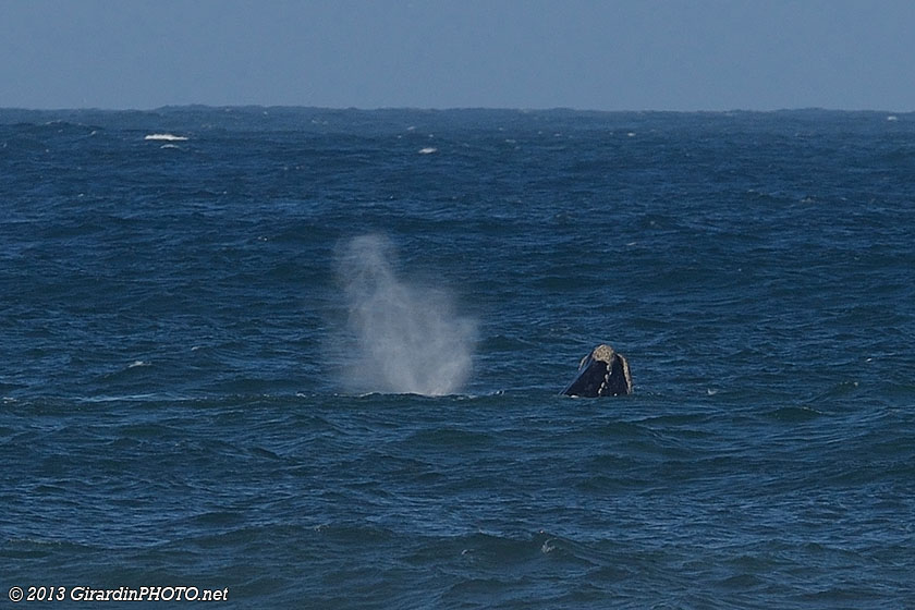 Baleines de Biscaye