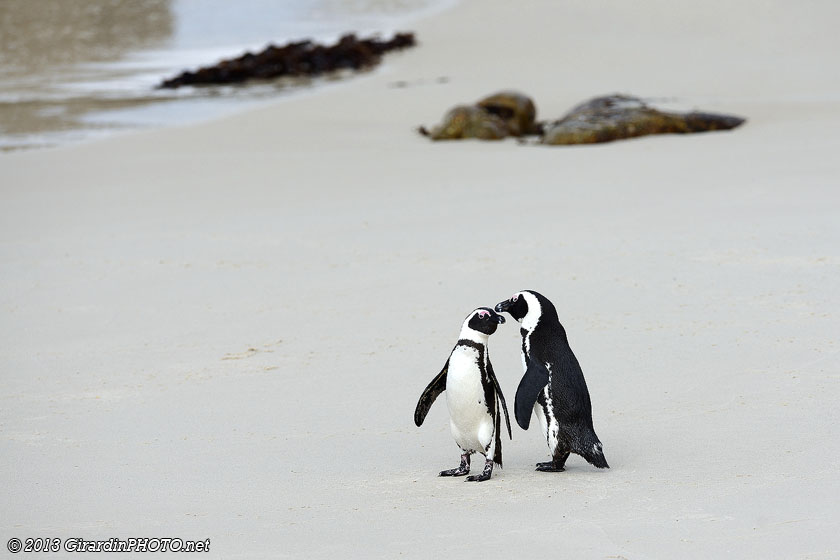 Manchots du Cap à Foxy Beach (Boulders Beach)