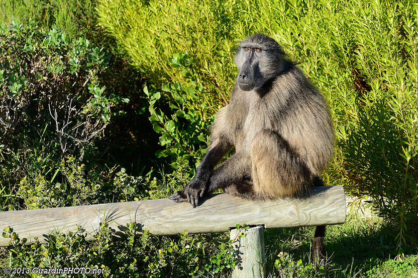 Les babouins attendent les visiteurs pour essayer de leur chaparder quelque chose