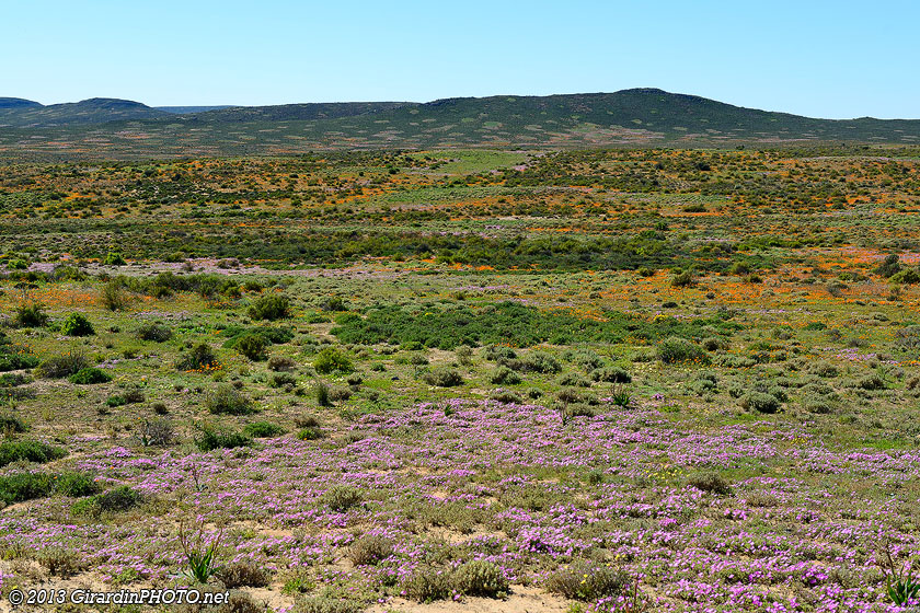 Début de la floraison