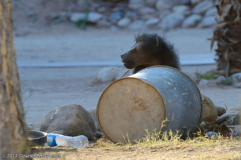 D'abord dans les poubelles ...