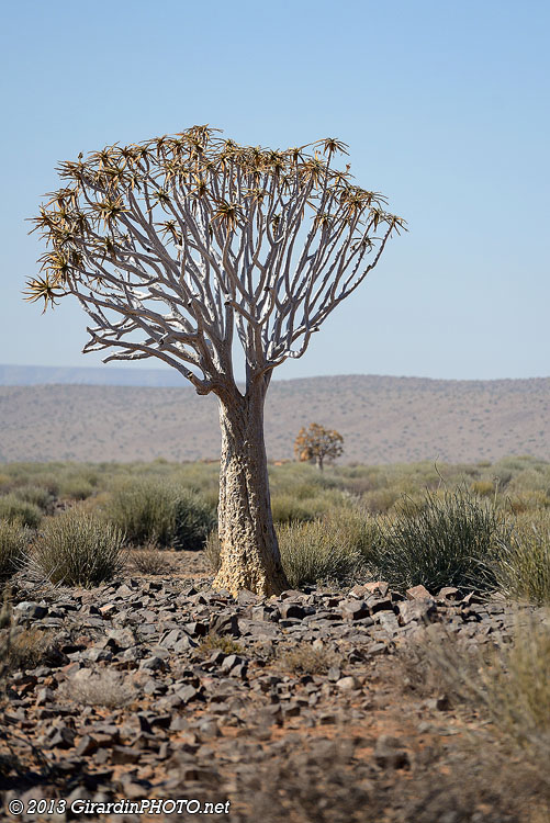 Arbre à carquois appelé aussi Kokerboom ou Quivertree