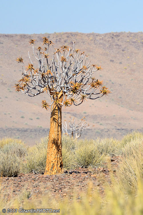 Arbre à carquois appelé aussi Kokerboom ou Quivertree