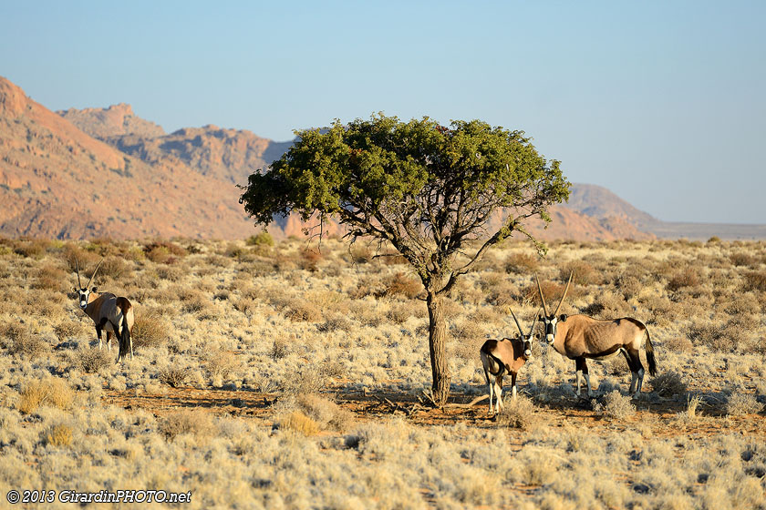Nos premiers oryx