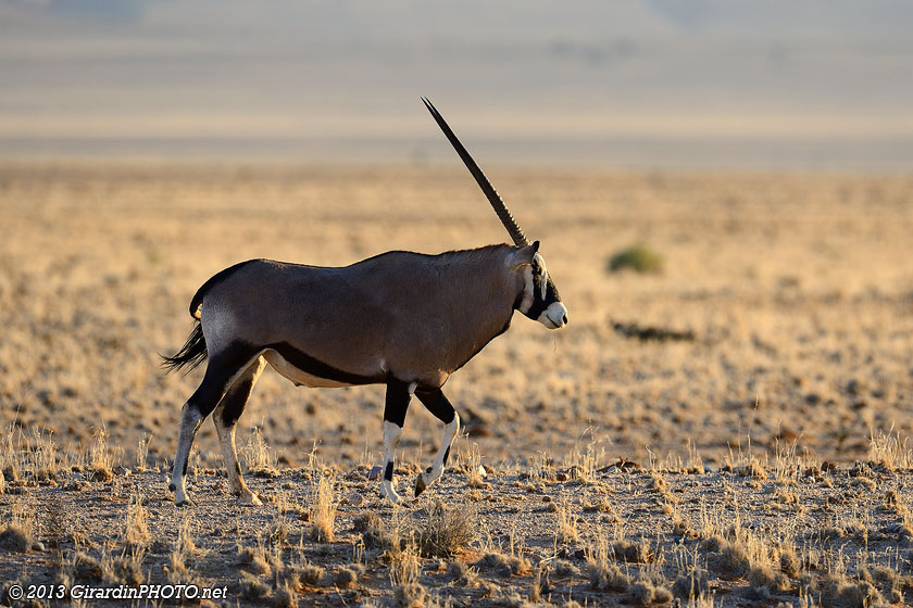 Oryx