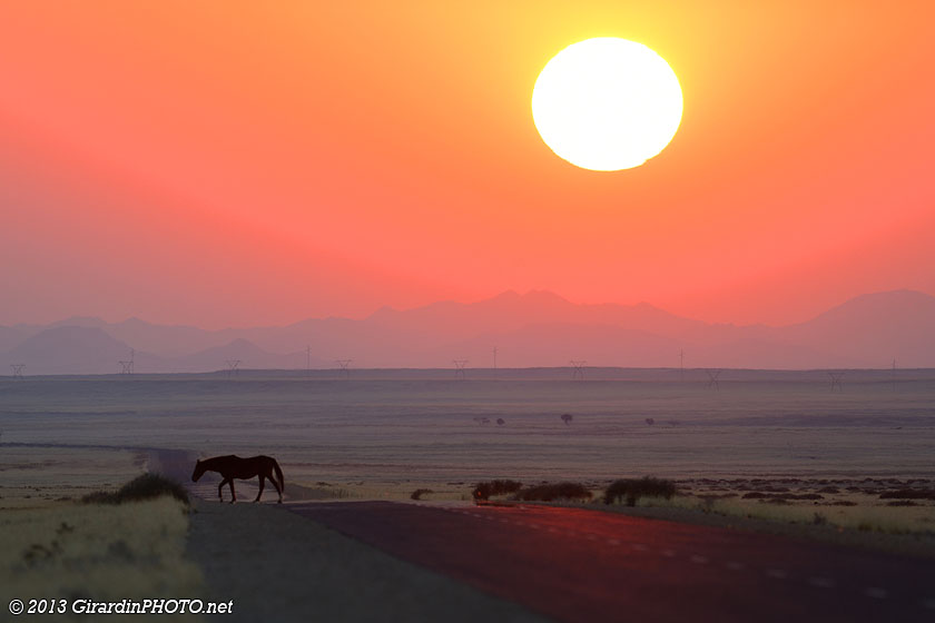 Cheval sauvage au coucher de soleil