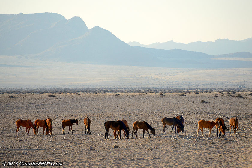 Chevaux sauvages du Namib