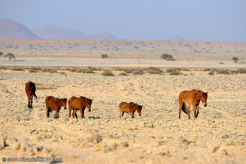 Chevaux sauvages du Namib rejoignant le point d'eau