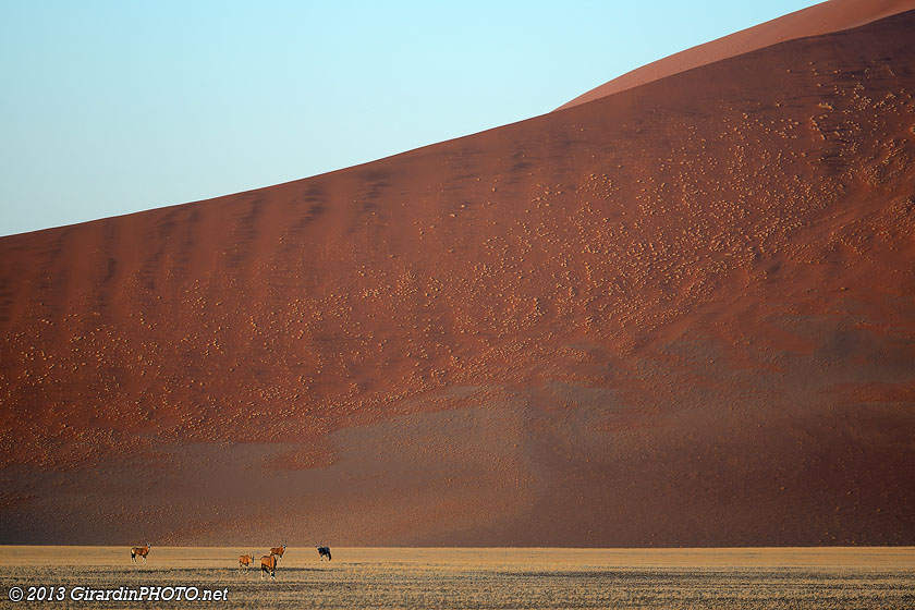 Troupeau d'oryx dans les dunes