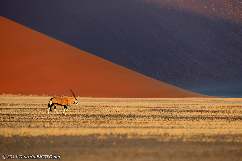 Oryx devant les dunes rouges