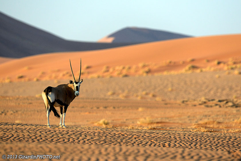 Oryx dans les dunes de Sossusvlei