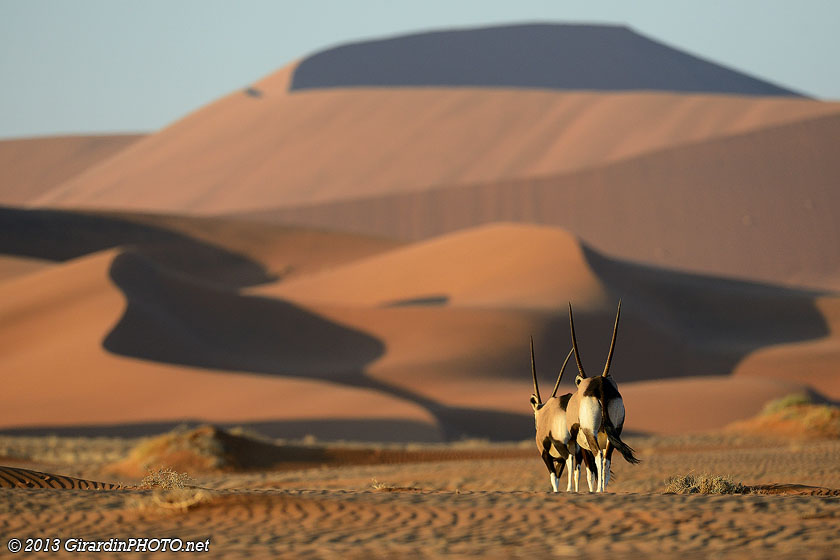 Oryx dans les dunes de Sossusvlei