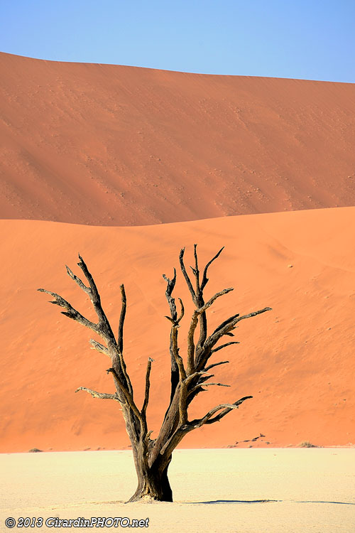 Arbre mort à Dead Vlei