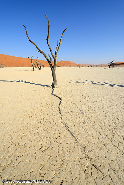 Arbres morts à Dead Vlei