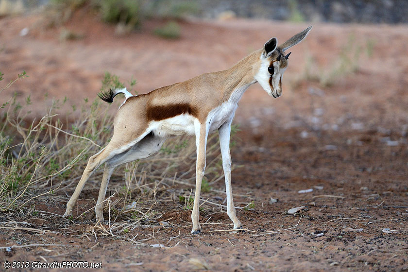 Jeune springbok au réveil