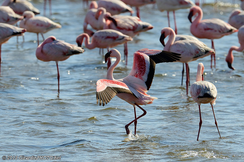 Flamants nains