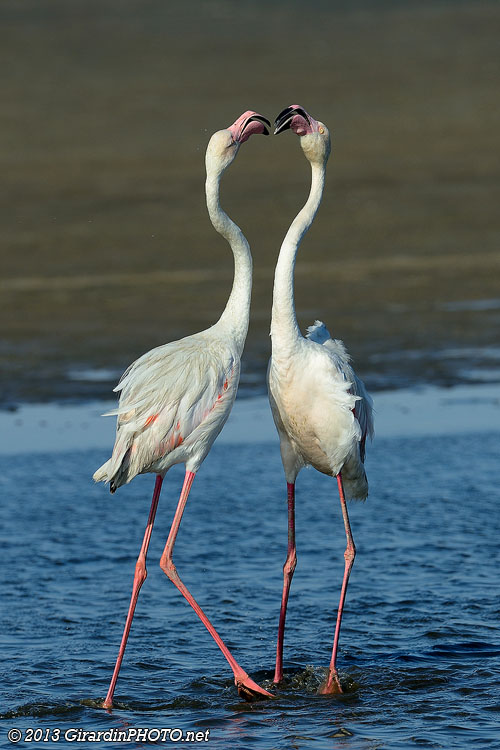 Parade nuptiale de Flamants roses