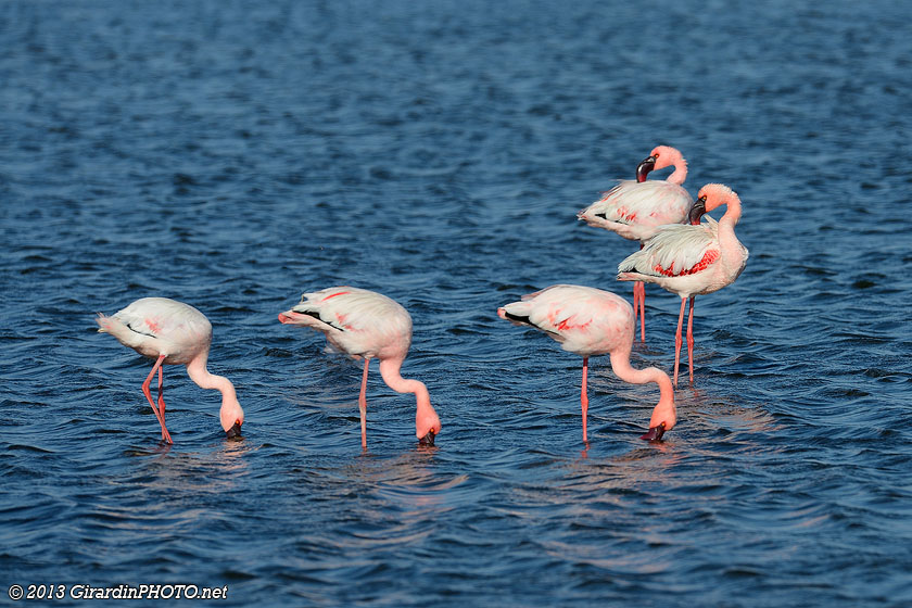Flamants nains
