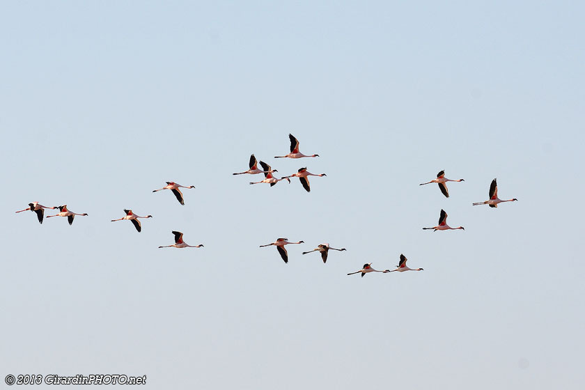 Vol de flamants nains