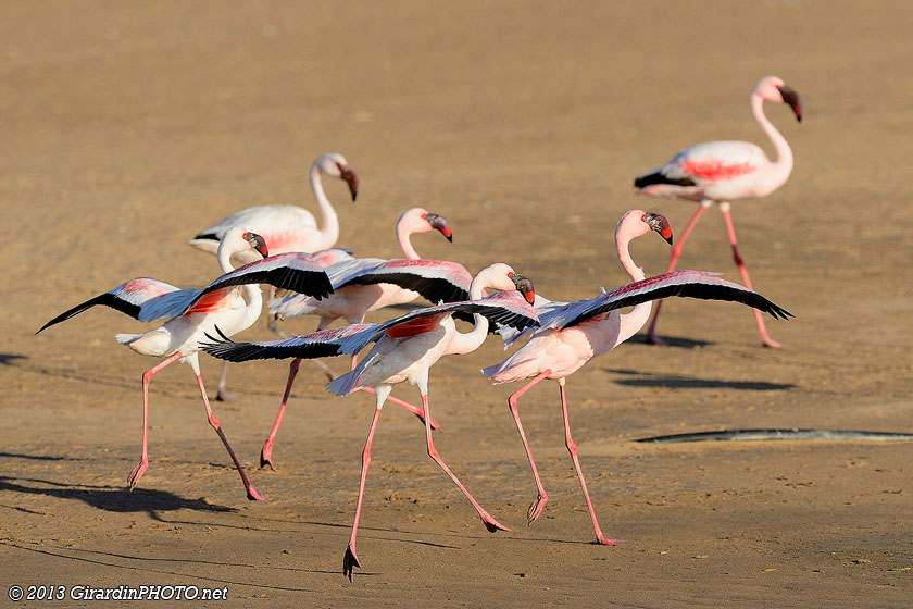Flamants nains