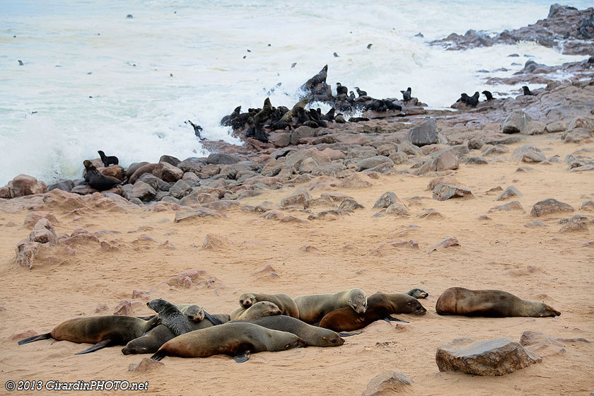 Otaries en pleine sieste