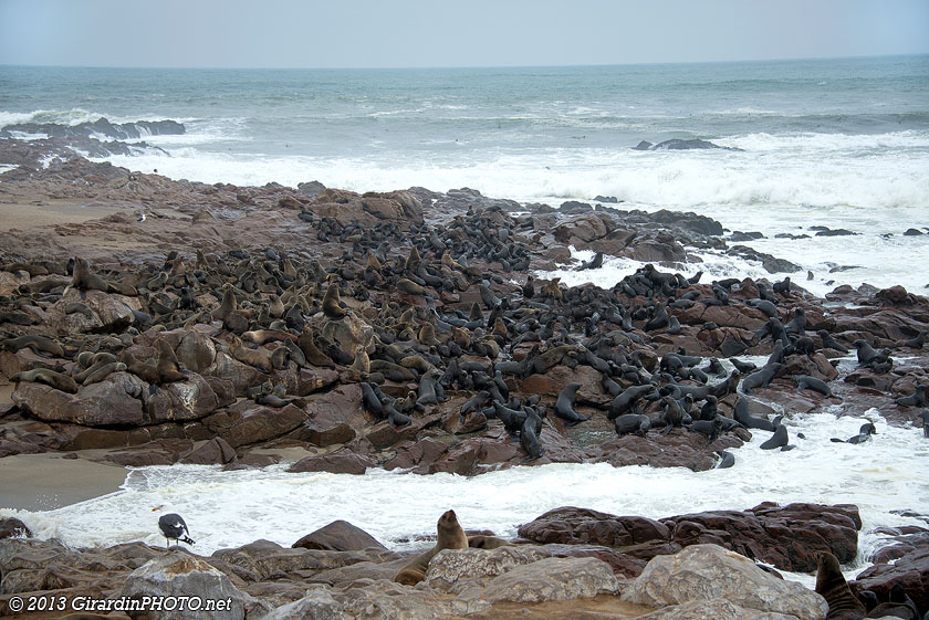 Cape Cross et ses otaries à fourrure du Cap