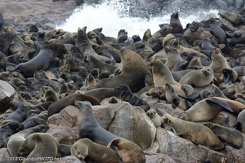 Célèbre colonie d'otaries à fourrure du Cap