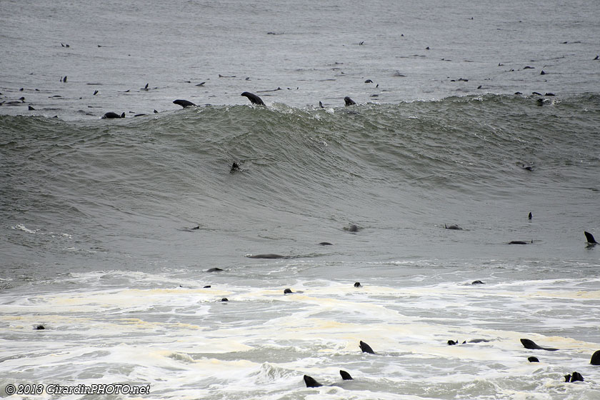 Otaries surfant sur les vagues