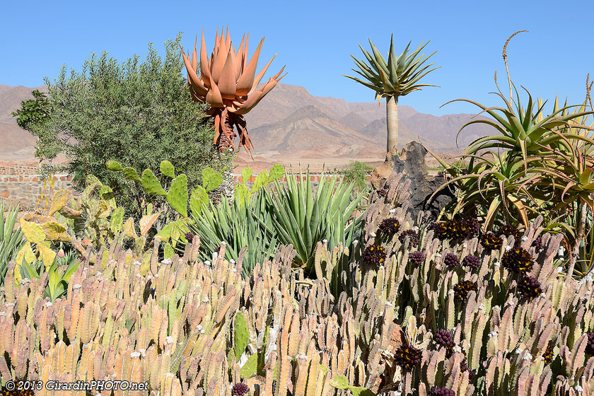 Variétés de cactus