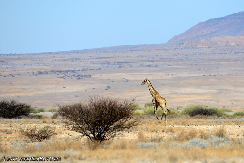 Notre première girafe