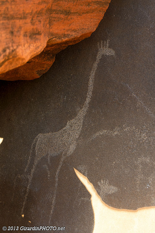 Gravure de girafe