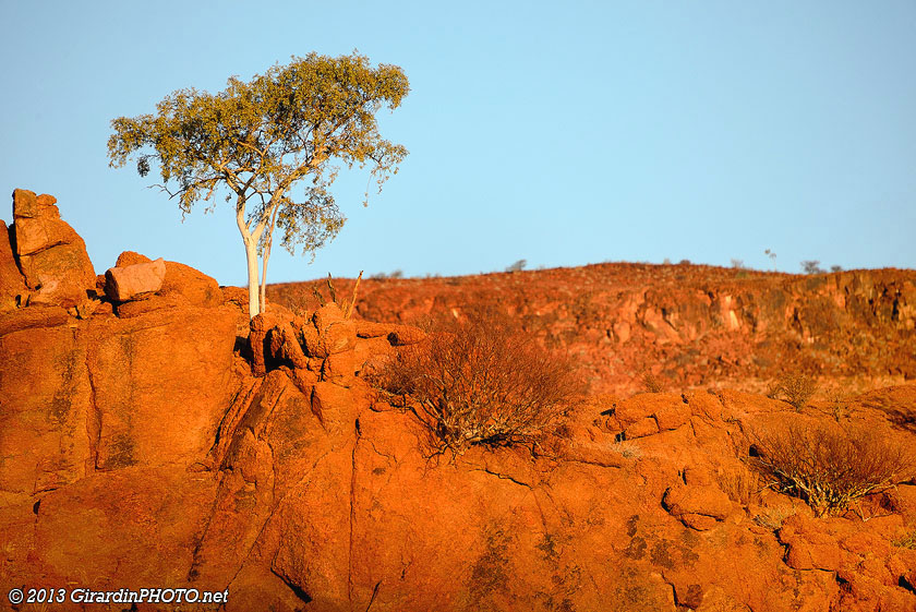 Un arbre blanc dans les rochers au coucher du soleil