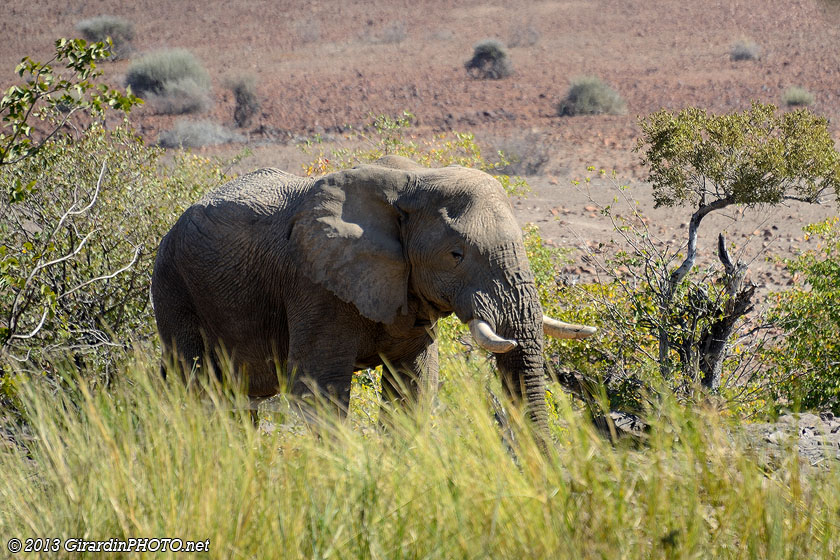 Eléphant du désert depuis le bar de Palmwag Lodge