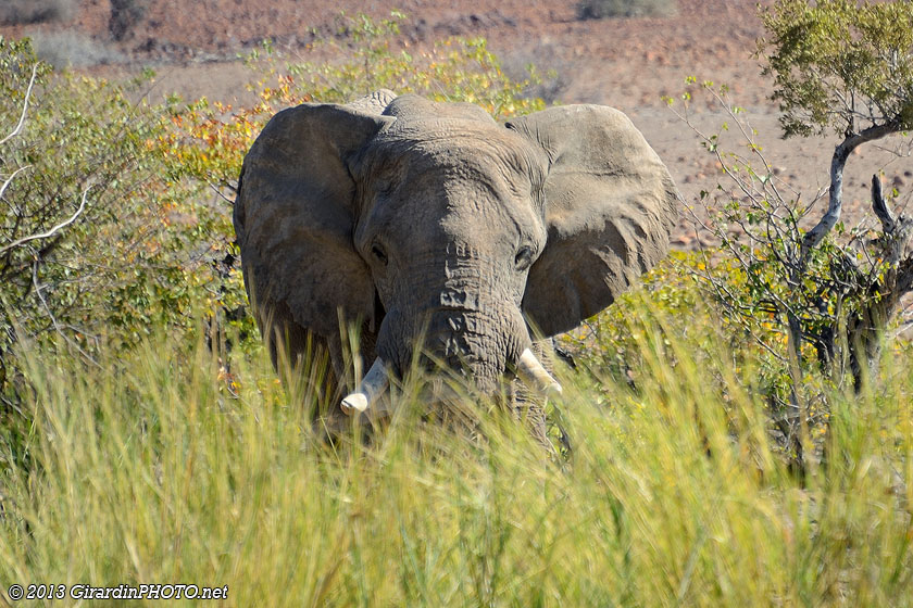 Notre premier éléphant du désert