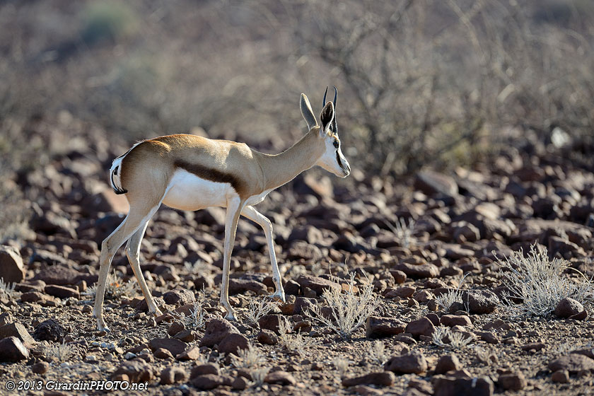 Gazelle de Thomson