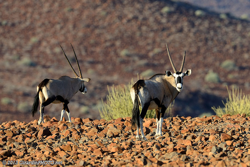 Oryx