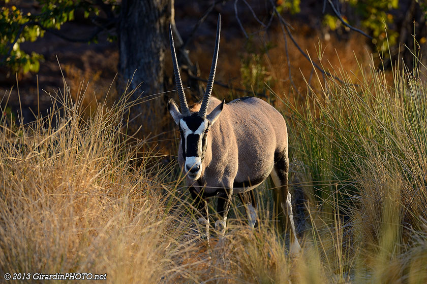 Oryx