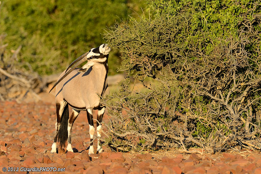Oryx au coucher du soleil
