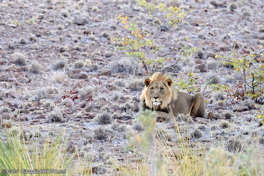 Lion du désert