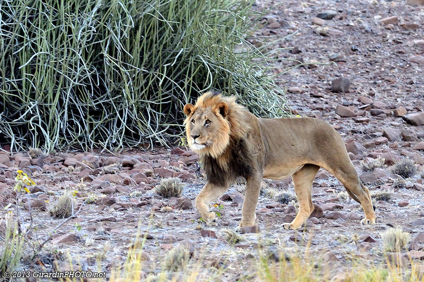La population des lions du désert de Namibie a été sauvée et aujourd'hui est estimée à 150 individus