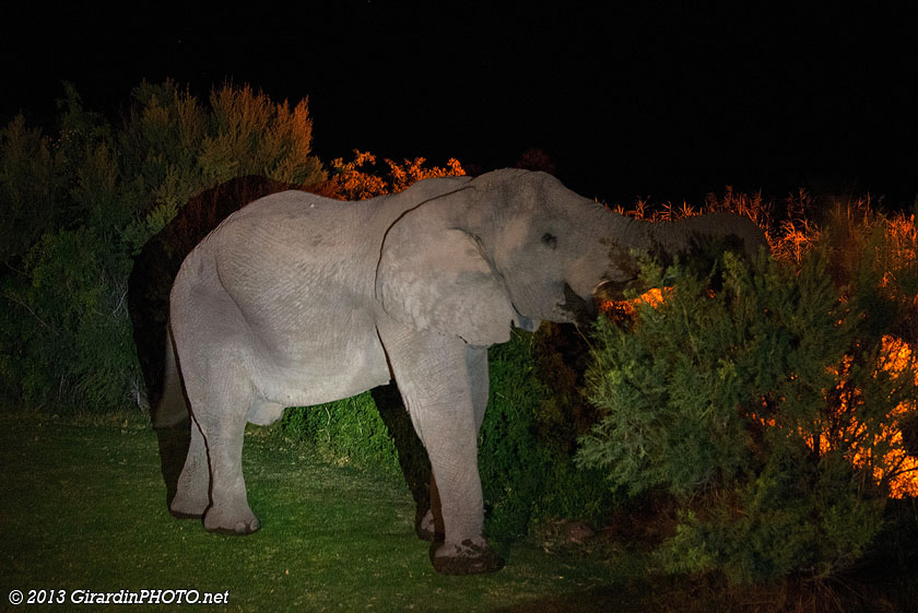 Eléphant du désert dans Palmwag Lodge