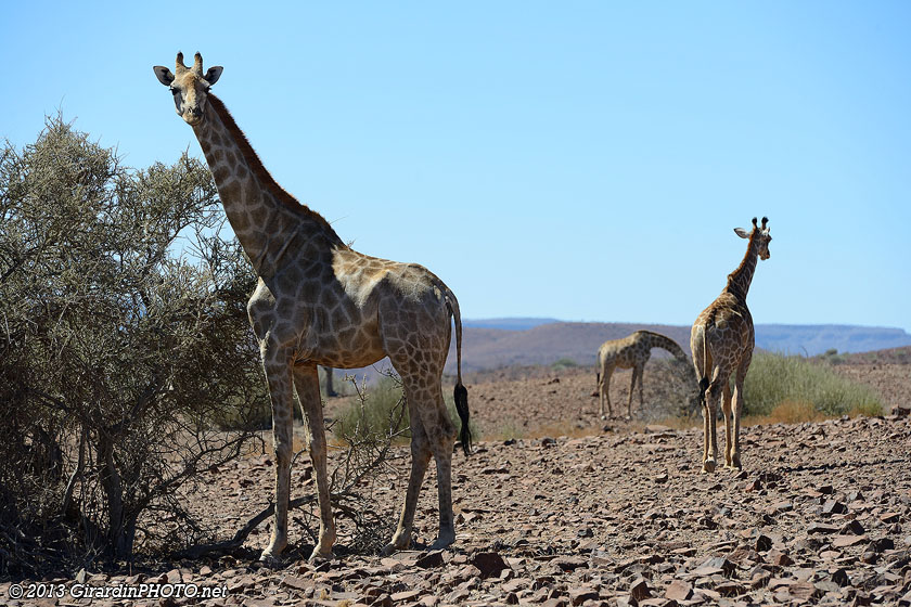 Girafes