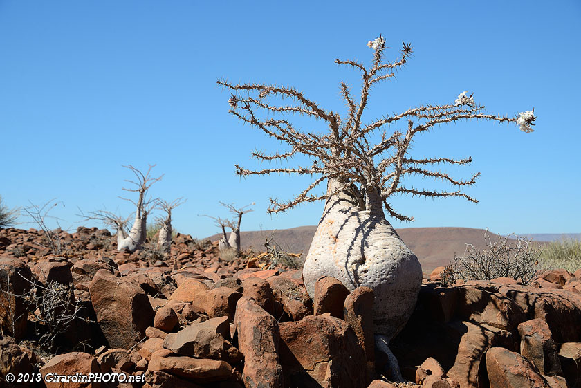 Arbre bouteille : nom aborigène qui rappelle la forme enflée de son tronc