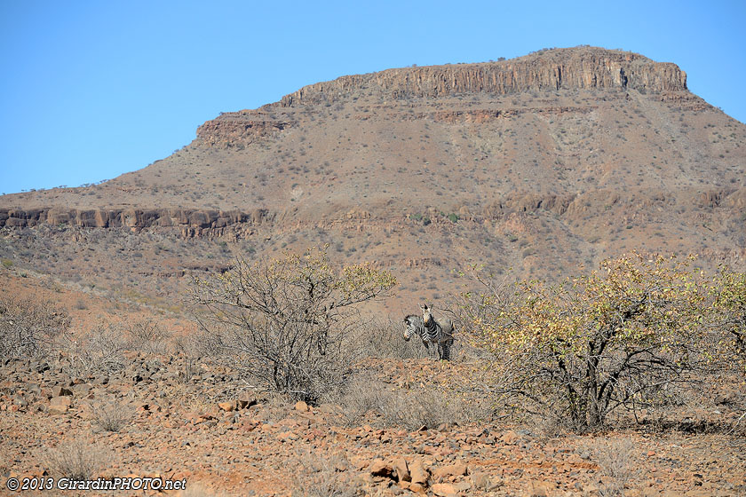 Zèbres de montagne de Hartmann. Cette espèce se rencontre quasiment qu'en Namibie