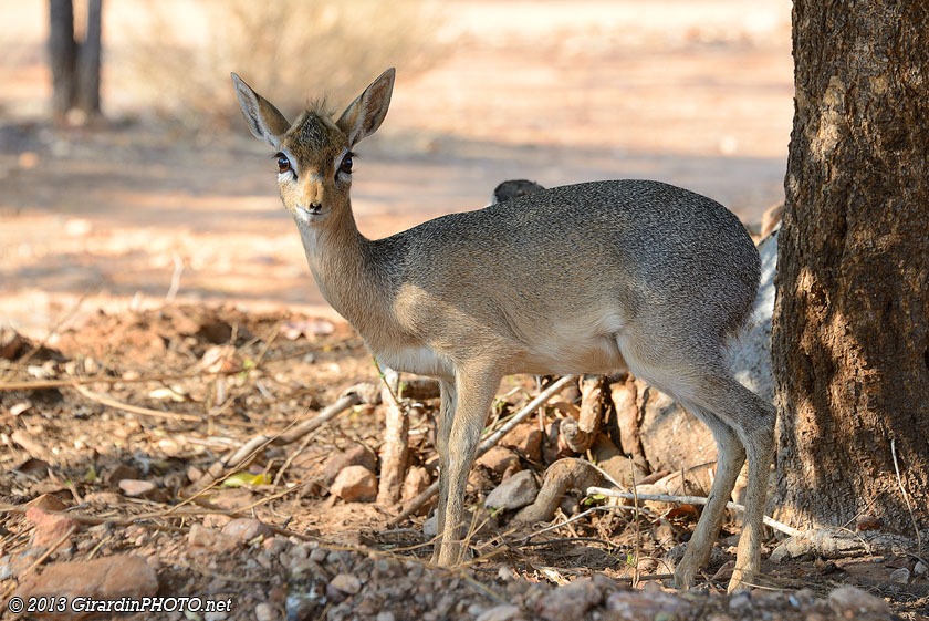 Dik-dik de Damara, une des plus petites antilopes du monde