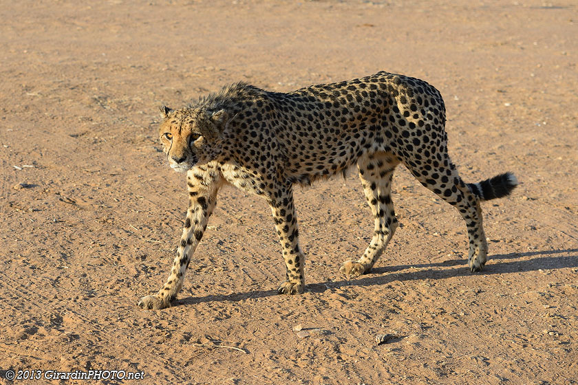 Encore un guépard à nourrir